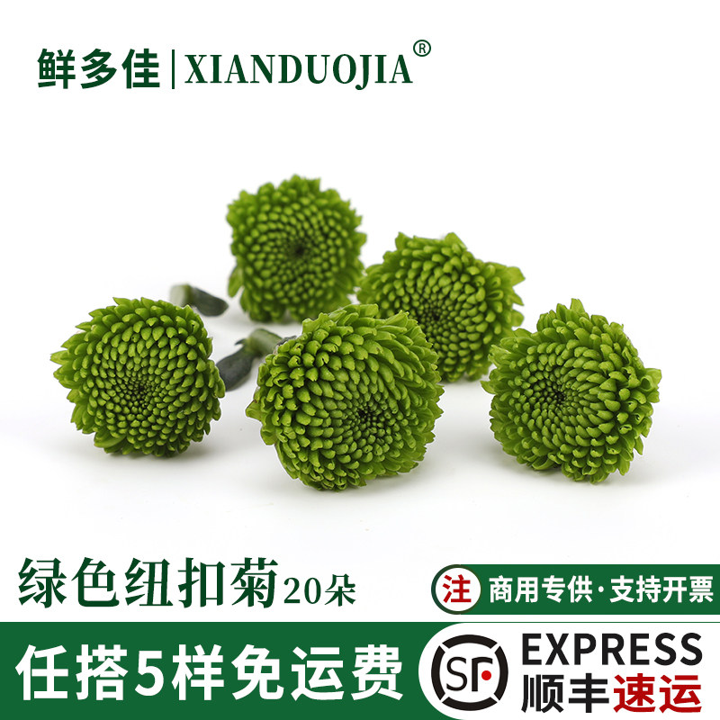 绿色纽扣菊新鲜小菊花迷你彩菊