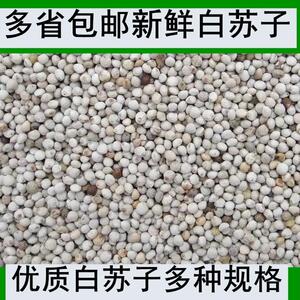 白苏子饲料纯白苏子黄雀鸟粮