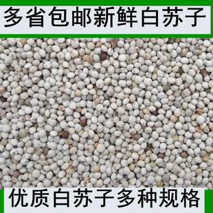 鸽粮新白苏子鸟食鸟粮大颗粒软壳苏籽虎皮鹦鹉玉鸟芙蓉鸟金丝雀