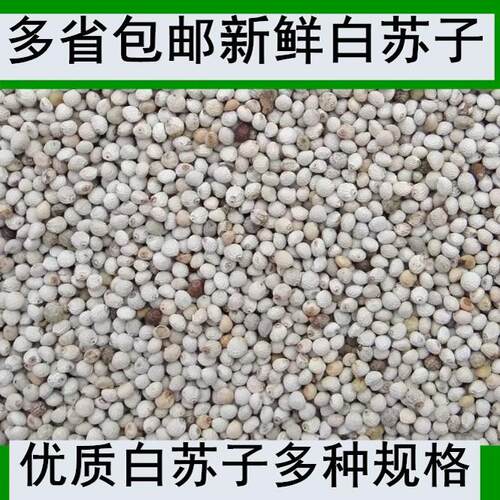 白苏子饲料纯白苏子黄雀鸟粮