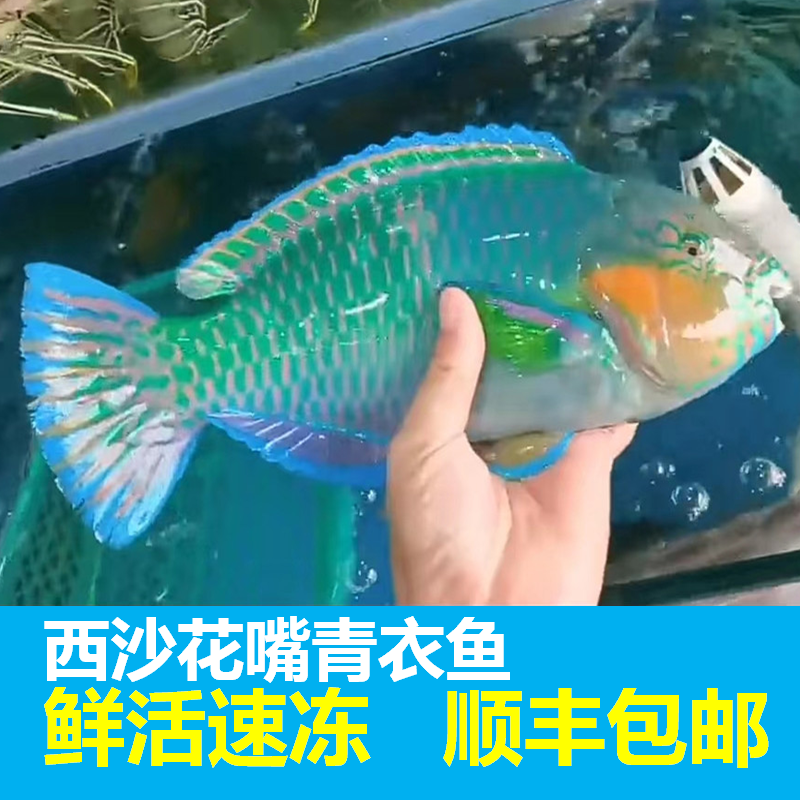 花嘴青衣鱼海南西沙鲜活冷冻海鲜水产新鲜珊瑚礁海鱼彩苏眉鹦鹉鱼
