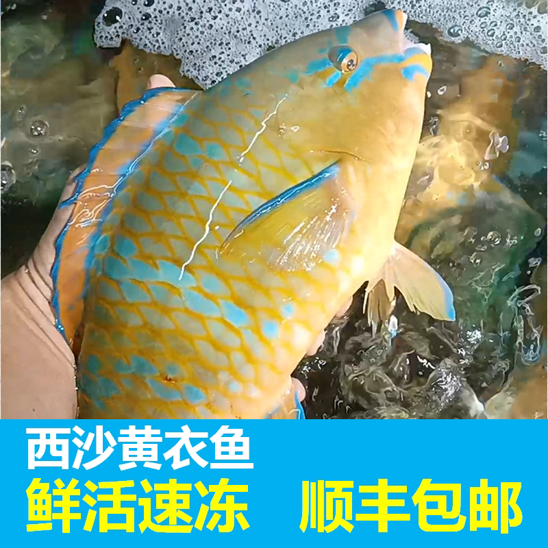黄衣鱼鲜活冷冻海南西沙海鲜水产青衣鱼三亚鹦鹉鱼莺歌鹦嘴英哥鱼