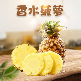 广东徐闻香水菠萝广东菠萝非凤梨菠萝很甜又香又甜菠萝