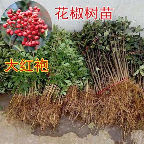 花椒树苗大红袍花椒苗四川