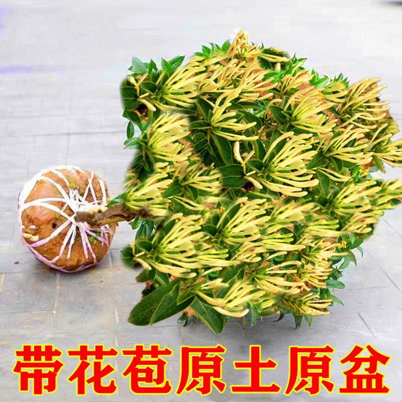 金银花树苗食用树形四季浓香型黄白盆栽老桩爬藤植物阳台庭院绿植 鲜花速递/花卉仿真/绿植园艺 时令草本花卉 原图主图