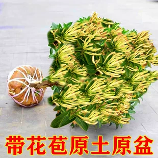 金银花树苗食用树形四季 浓香型黄白盆栽老桩爬藤植物阳台庭院绿植