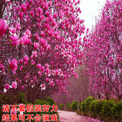 红玉兰带花苞带土当年开花包成活