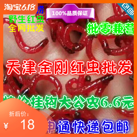 天津鲜活钓鱼饵红虫粉包邮