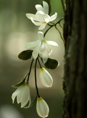 热缩白玉兰黄桷兰花簪旗袍后压发簪古风简约盘发日常汉服发钗