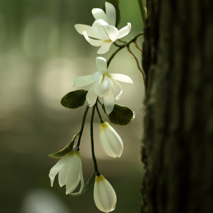 热缩白玉兰黄桷兰花簪旗袍后压发簪古风简约盘发日常汉服发钗