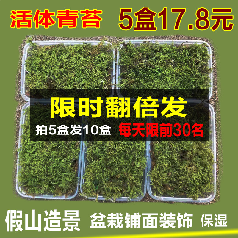 青苔孢子 青台草 青苔 鲜活 鲜台草 苔藓 野生 台藓草 植物 苔藓