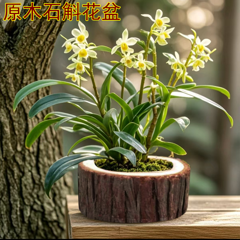 禅月达摩金边矮种四季带花苞