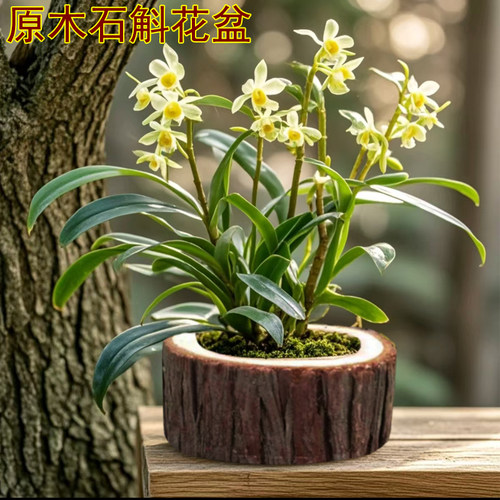 禅月达摩金边矮种四季带花苞