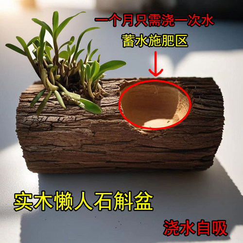 懒人石斛花盆 自吸花盆 木槽石斛花盆 杉木松木木质原木花盆 木桩