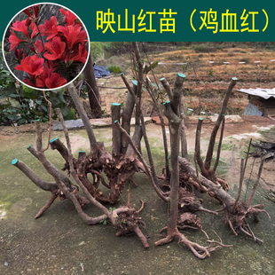 杜鹃花盆栽 高山杜鹃花 杜鹃花小苗 杜鹃花盆栽非四季开花映山红