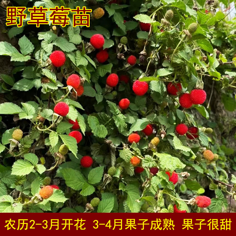 野草莓苗 覆盆子 草莓新苗 覆桌面绿植