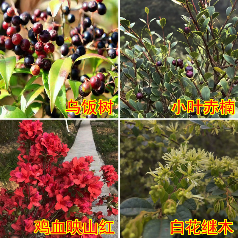 南烛树苗 乌饭树 杜鹃花盆栽 映山红树苗 小叶赤楠盆景 红叶继木