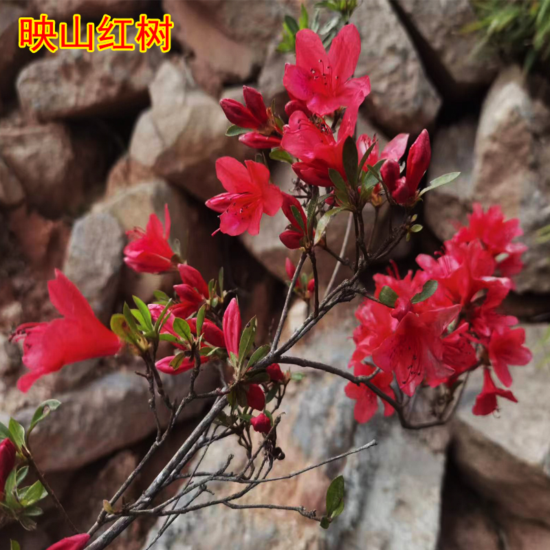 杜鹃花树苗 四季杜鹃花 名贵杜鹃花小苗 杜鹃花专用土 映山红老桩