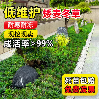 小花农地被植物四季常青耐寒耐旱