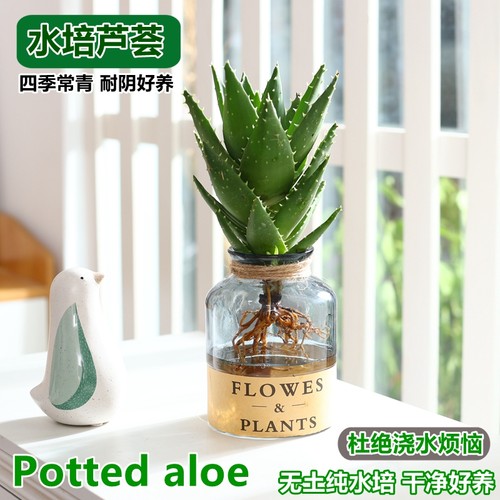 芦荟桌面净化空气吸甲醛水培干净