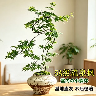 流泉枫盆栽绿植书房客厅室内植物七本枫树网红日系禅意办公室枫叶
