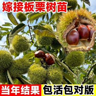 板栗苗树南方北方种植大红袍板栗嫁接庭院地栽当年结果水果树果苗
