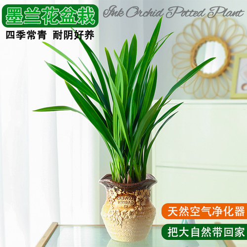 墨兰兰花盆栽耐寒绿植盆景