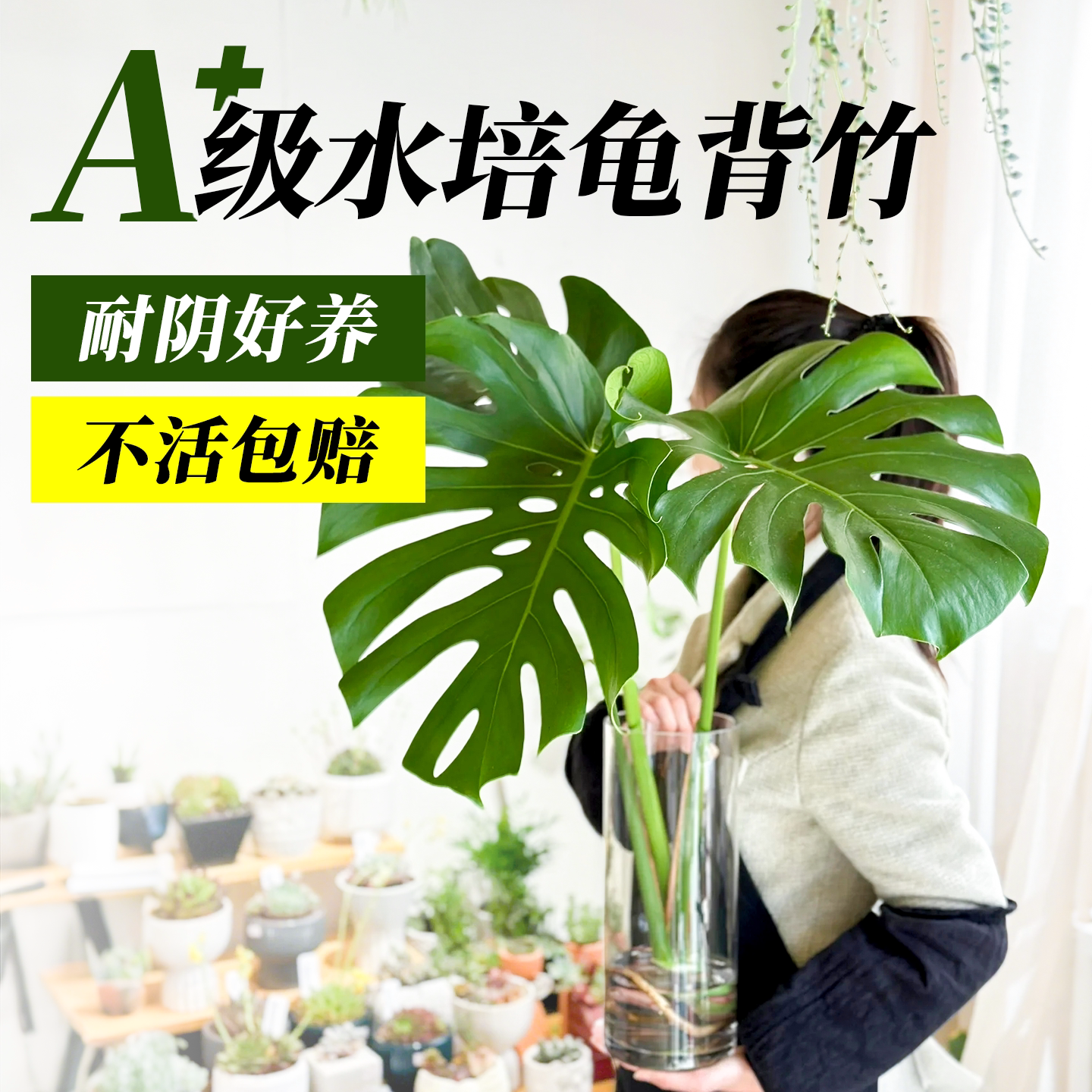 �걳��ˮ��ֲ����׮�칫��������ֲ��������ˮ�����Ӻ����׻��ļ��걳��35-40���ס�1�á�+Ӫ��Һ  9.67Ԫ