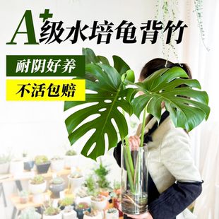 龟背竹水培植物老桩办公室桌面绿植室内盆栽水养竹子好养易活四季