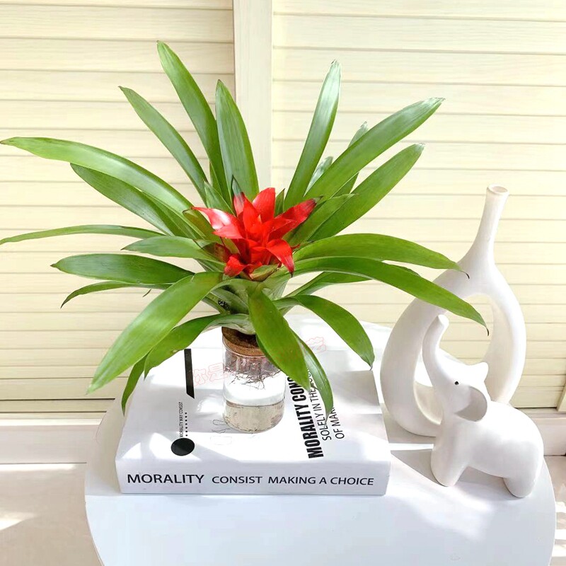 小红星水培植物花卉盆栽办公室内桌面水养植物四季好养鸿运当头