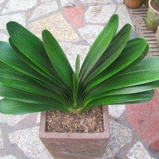 君子兰桌面观叶四季常青绿色植物