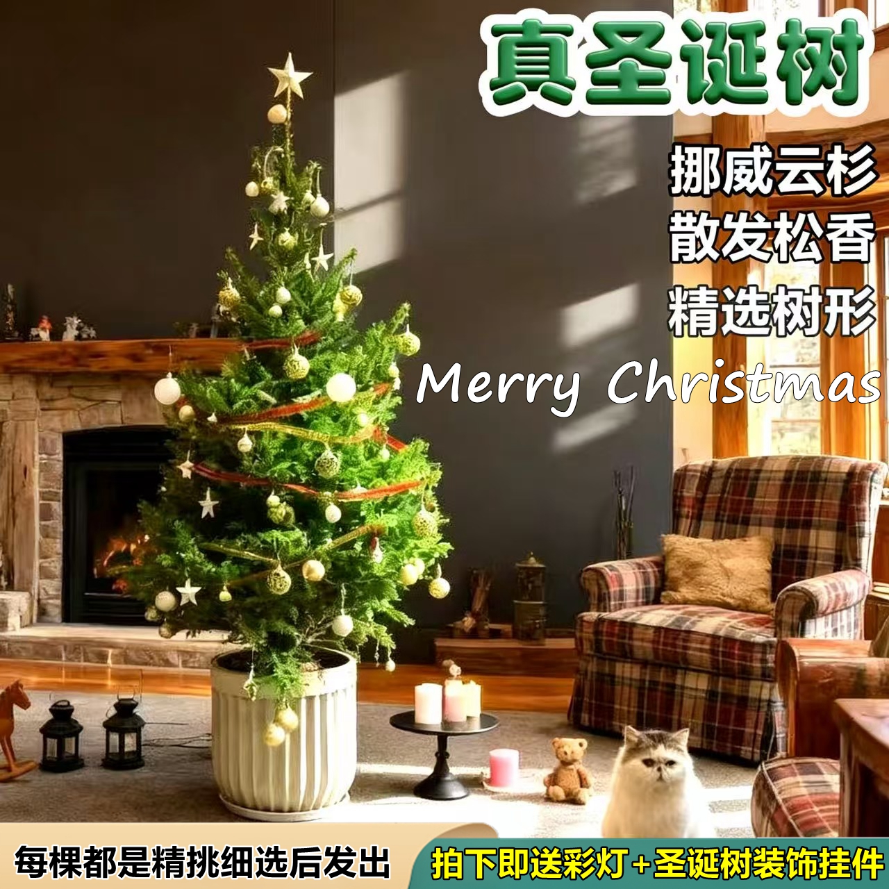 圣诞树真树云杉盆栽植物大型绿植