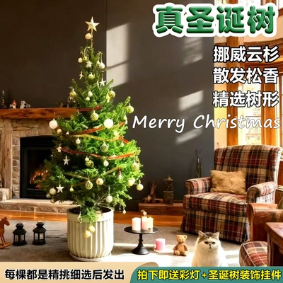 圣诞树真树云杉盆栽植物大型绿植
