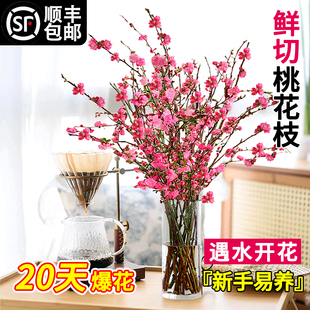 桃花枝水培植物鲜枝干支花卉植物室内好养珍珠李吊钟绿植遇水开花