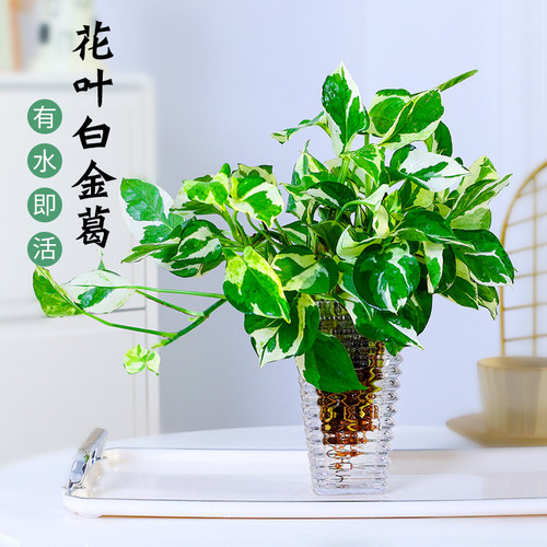 水培植物白金葛绿萝花卉植物室内花四季好养客厅桌面长藤吊兰盆栽