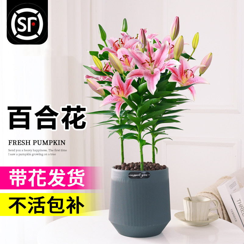百合花盆栽带花苞室内浓香型花卉客厅香水百合鲜花植物阳台好养活图片