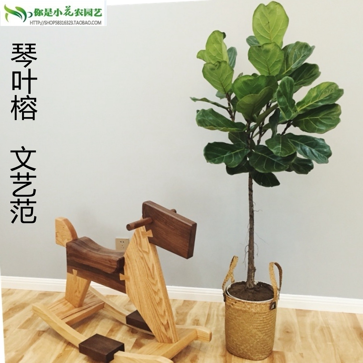 琴叶榕盆栽大型客厅办公室好养植物北欧网红大叶绿植花卉四季好养