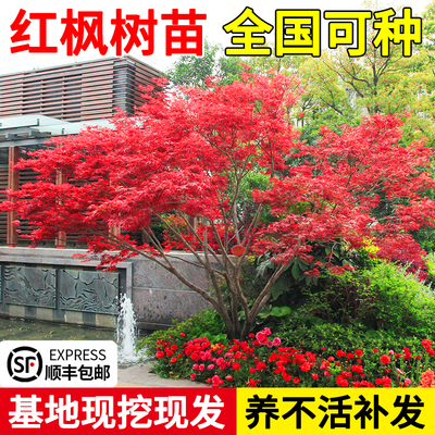 红枫树苗四季红绿化植物