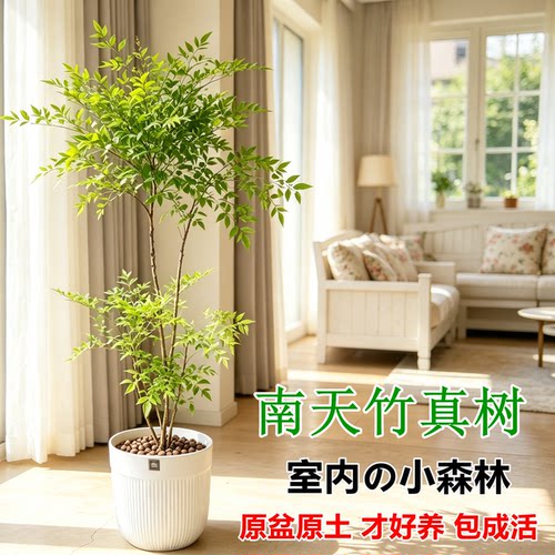 火焰南天竹客厅大型绿植盆栽