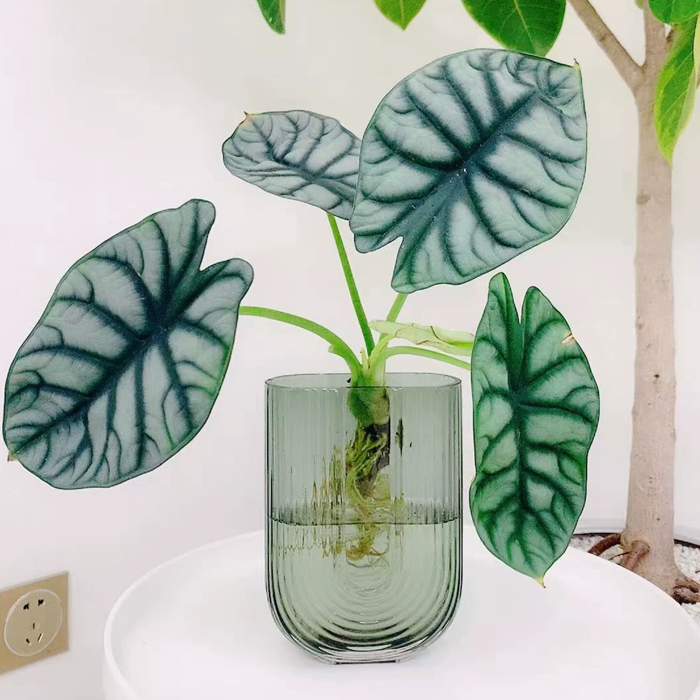 水培植物白犀牛龙鳞海芋天鹅绒竹芋盆栽室内桌面四季好养耐阴绿植