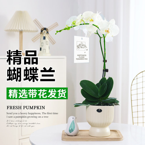 蝴蝶兰盆栽带花发货阿玛兰花客厅室内植物办公室桌面绿植四季开花