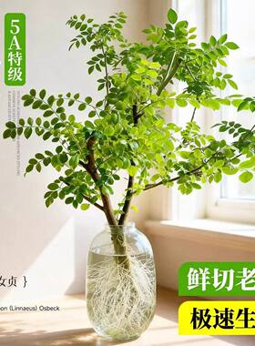 水培小叶女贞老桩造型树大型室内