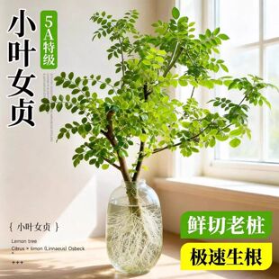 水培小叶女贞老桩造型树丁香大型室内客厅桌面旺宅四季好养高级感