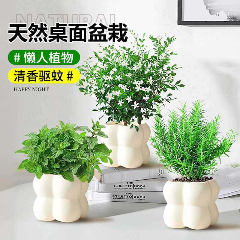 清香木神器四季懒人好养室内盆栽