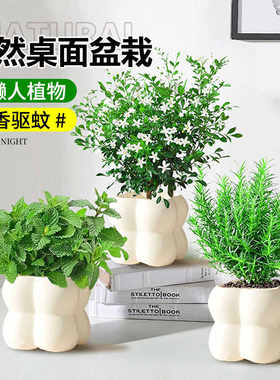 清香木神器四季懒人好养室内盆栽