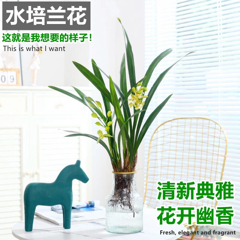 水培植物兰花墨兰室内桌面盆栽水养石斛兰绿植花卉花苗四季好养
