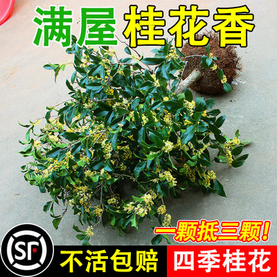 浓香型四季桂花可食用好养易活