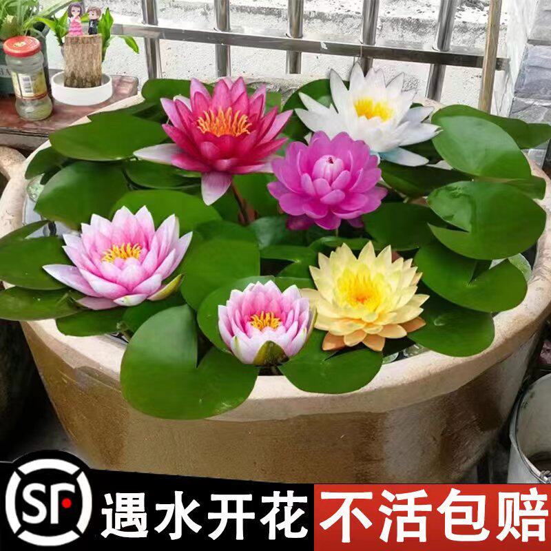 大睡莲根块池塘睡莲花水培植物四季莲花盆栽水养花卉荷花睡莲根茎