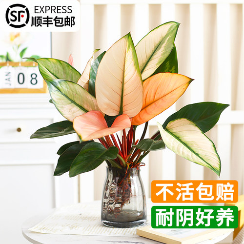 水培植物粉公主四季常青
