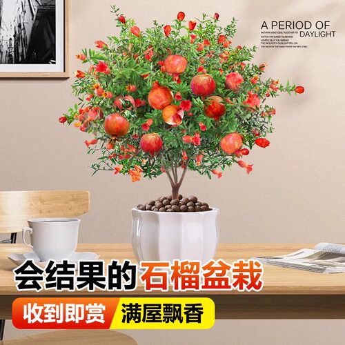 石榴花盆栽树苗带果可食用老桩室内阳台绿植四季开花好养观赏植物
